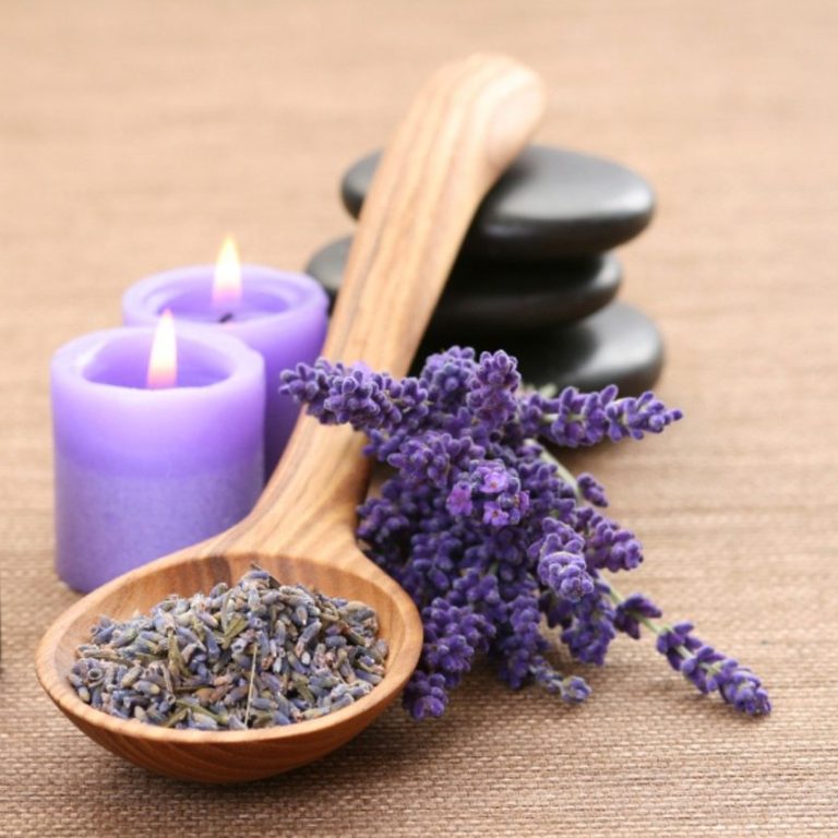 Wildkräuter, Wissen und Freunde Kräuterglück – Pflanzenwissen und Naturerleben in Einbeck und Northeim