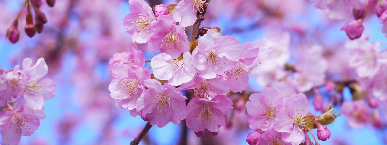 Glücksinsel - Kraftquelle im Alltag Glücksinsel – Raum für Selbstfürsorge, Auszeit, Glücksgefühle und persönliche Entfaltung in Einbeck und Northeim, Niedersachsen